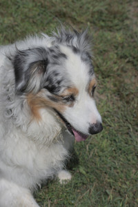 20250824_Dog park and Imby__DSC0021_.jpg