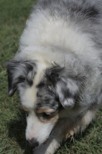 20250824_Dog park and Imby__DSC0022_.jpg