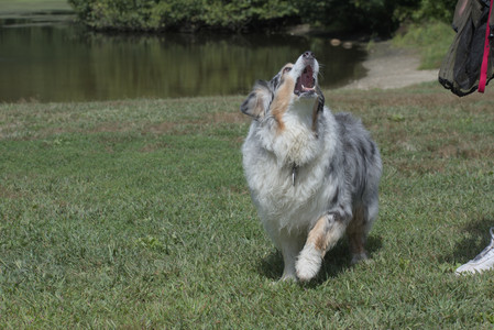 20250824_Dog park and Imby__DSC0036_.jpg