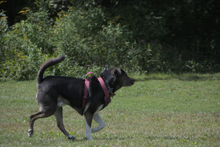 20250824_Dog park and Imby__DSC0061_.jpg