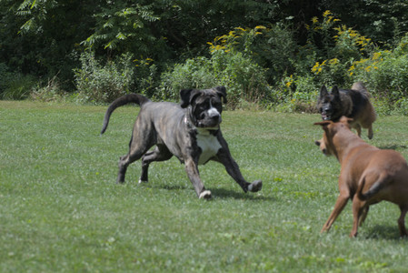 20250824_Dog park and Imby__DSC0066_.jpg