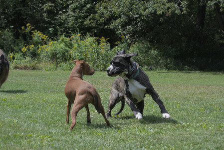 20250824_Dog park and Imby__DSC0067_.jpg