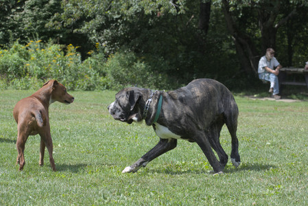 20250824_Dog park and Imby__DSC0068_.jpg