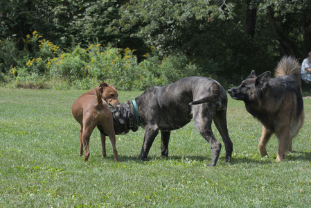 20250824_Dog park and Imby__DSC0069_.jpg