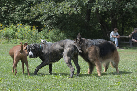 20250824_Dog park and Imby__DSC0070_.jpg