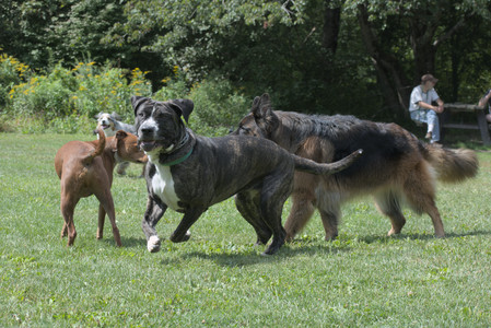 20250824_Dog park and Imby__DSC0071_.jpg