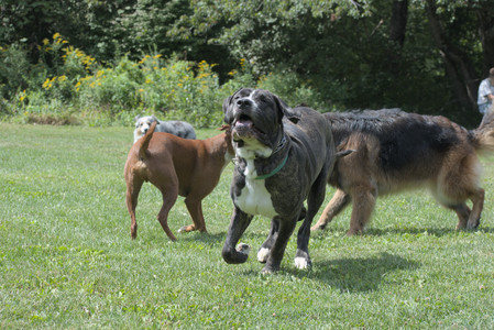 20250824_Dog park and Imby__DSC0072_.jpg