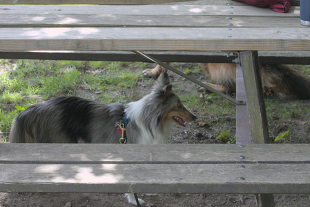 20250824_Dog park and Imby__DSC0082_.jpg