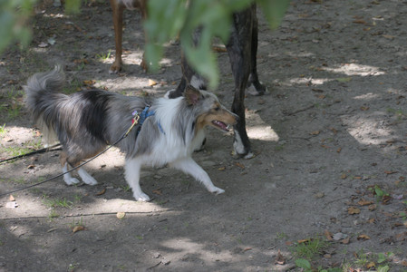20250824_Dog park and Imby__DSC0085_.jpg