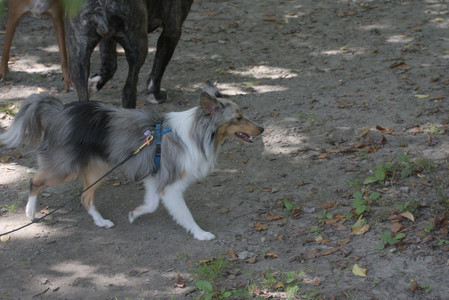 20250824_Dog park and Imby__DSC0086_.jpg