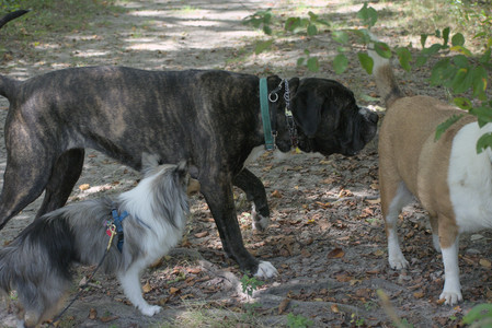 20250824_Dog park and Imby__DSC0087_.jpg