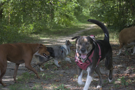 20250824_Dog park and Imby__DSC0089_.jpg
