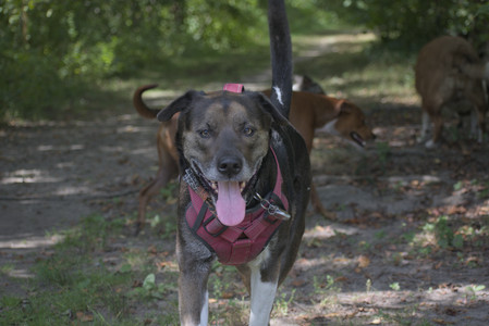 20250824_Dog park and Imby__DSC0090_.jpg
