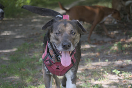 20250824_Dog park and Imby__DSC0091_.jpg