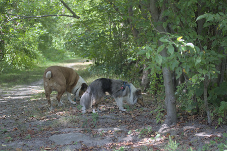20250824_Dog park and Imby__DSC0094_.jpg