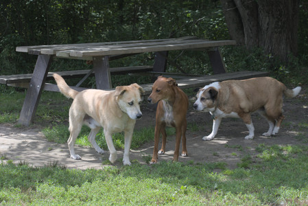 20250824_Dog park and Imby__DSC0173_.jpg