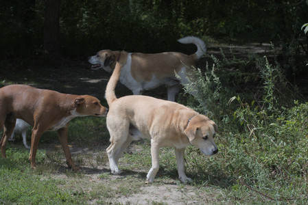 20250824_Dog park and Imby__DSC0190_.jpg
