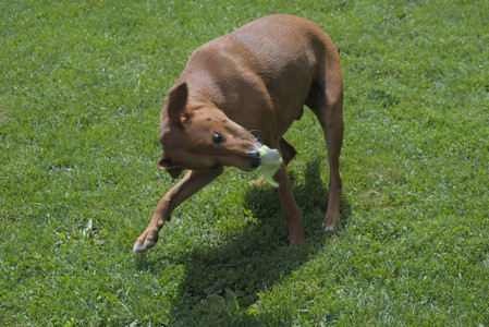 20250824_Dog park and Imby__DSC0198_.jpg