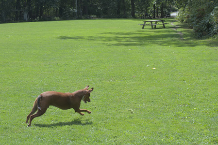 20250824_Dog park and Imby__DSC0200_.jpg