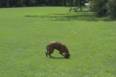 20250824_Dog park and Imby__DSC0201_.jpg