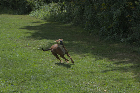 20250824_Dog park and Imby__DSC0205_.jpg