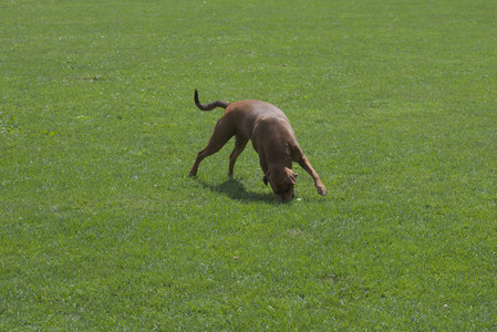 20250824_Dog park and Imby__DSC0209_.jpg