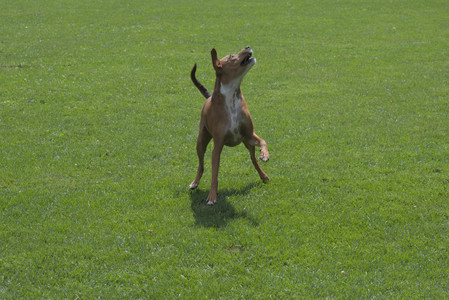 20250824_Dog park and Imby__DSC0211_.jpg