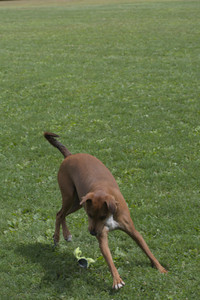 20250824_Dog park and Imby__DSC0215_.jpg