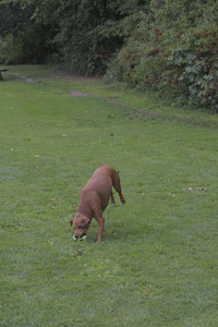 20250824_Dog park and Imby__DSC0218_.jpg