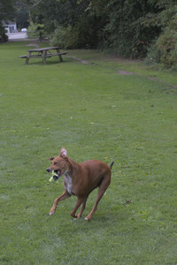 20250824_Dog park and Imby__DSC0220_.jpg