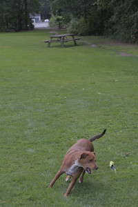 20250824_Dog park and Imby__DSC0221_.jpg