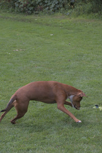 20250824_Dog park and Imby__DSC0222_.jpg