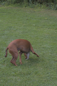 20250824_Dog park and Imby__DSC0223_.jpg