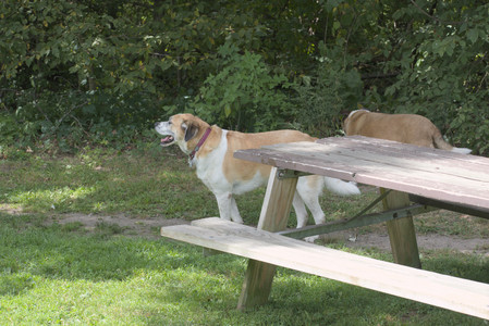 20250824_Dog park and Imby__DSC0227_.jpg