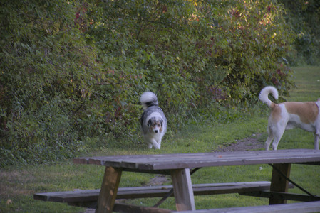 20250826_Thisbe and Dog park__DSC0055_.jpg