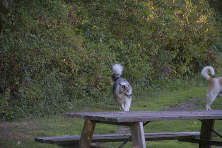 20250826_Thisbe and Dog park__DSC0056_.jpg