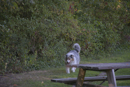 20250826_Thisbe and Dog park__DSC0057_.jpg