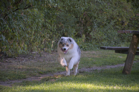 20250826_Thisbe and Dog park__DSC0058_.jpg