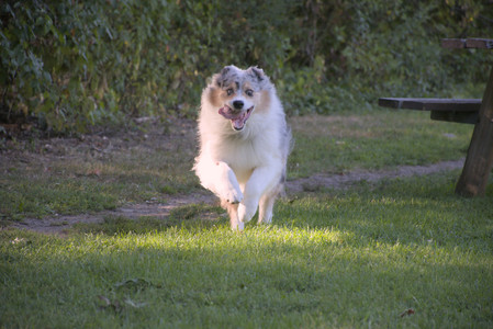 20250826_Thisbe and Dog park__DSC0059_.jpg