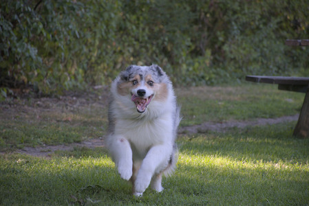 20250826_Thisbe and Dog park__DSC0060_.jpg