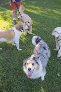 20250826_Thisbe and Dog park__DSC0064_.jpg