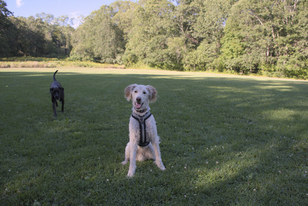 20250826_Thisbe and Dog park__DSC0071_.jpg