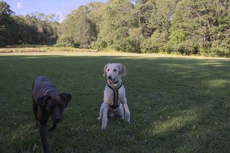 20250826_Thisbe and Dog park__DSC0072_.jpg