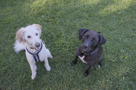 20250826_Thisbe and Dog park__DSC0073_.jpg