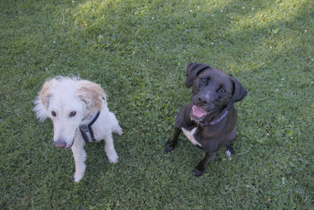 20250826_Thisbe and Dog park__DSC0074_.jpg