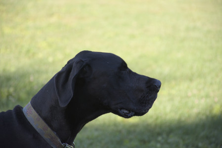 20250826_Thisbe and Dog park__DSC0096_.jpg