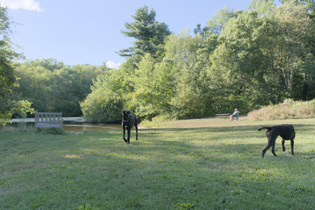 20250826_Thisbe and Dog park__DSC0104_.jpg