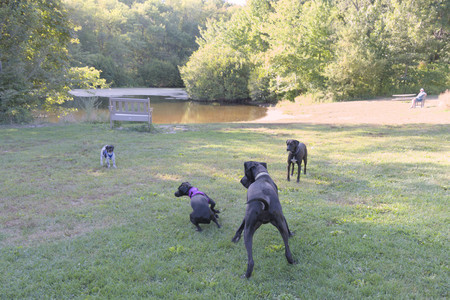 20250826_Thisbe and Dog park__DSC0105_.jpg