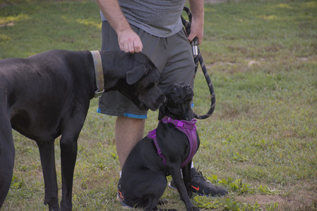 20250826_Thisbe and Dog park__DSC0109_.jpg