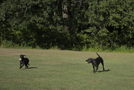 20250826_Thisbe and Dog park__DSC0121_.jpg